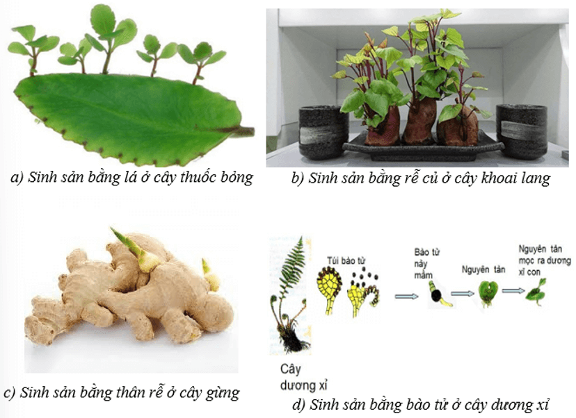 Lý thuyết KHTN 7 Cánh diều Bài 32: Khái quát về sinh sản và sinh sản vô tính ở sinh vật