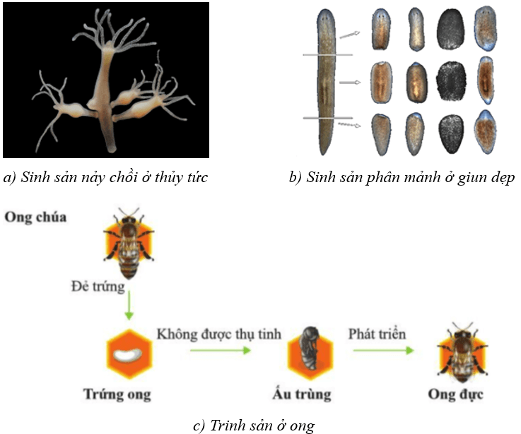 Lý thuyết KHTN 7 Cánh diều Bài 32: Khái quát về sinh sản và sinh sản vô tính ở sinh vật