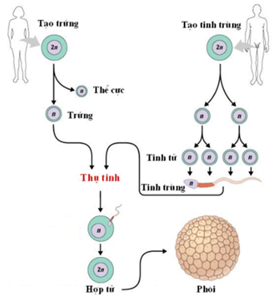 Lý thuyết KHTN 7 Cánh diều Bài 33: Sinh sản hữu tính ở sinh vật