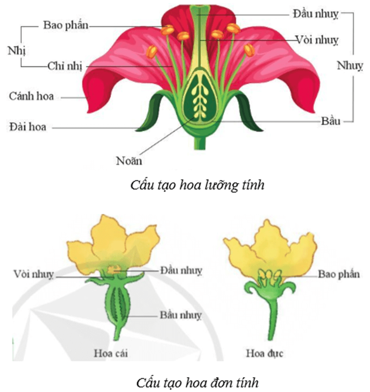 Lý thuyết KHTN 7 Cánh diều Bài 33: Sinh sản hữu tính ở sinh vật