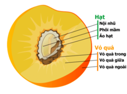 Lý thuyết KHTN 7 Cánh diều Bài 33: Sinh sản hữu tính ở sinh vật