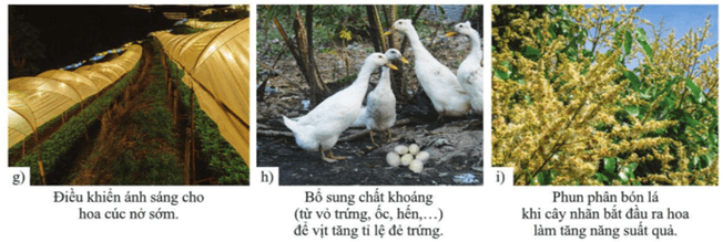 Lý thuyết KHTN 7 Cánh diều Bài 34: Các yếu tố ảnh hưởng đến sinh sản và điều khiển sinh sản ở sinh vật