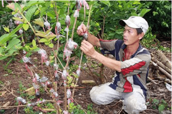 Lý thuyết KHTN 7 Cánh diều Bài 34: Các yếu tố ảnh hưởng đến sinh sản và điều khiển sinh sản ở sinh vật