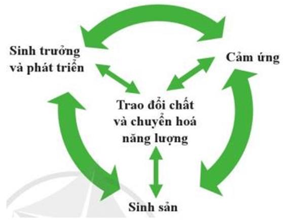 Lý thuyết KHTN 7 Cánh diều Bài 35: Sự thống nhất về cấu trúc và các hoạt động sống trong cơ thể sinh vật