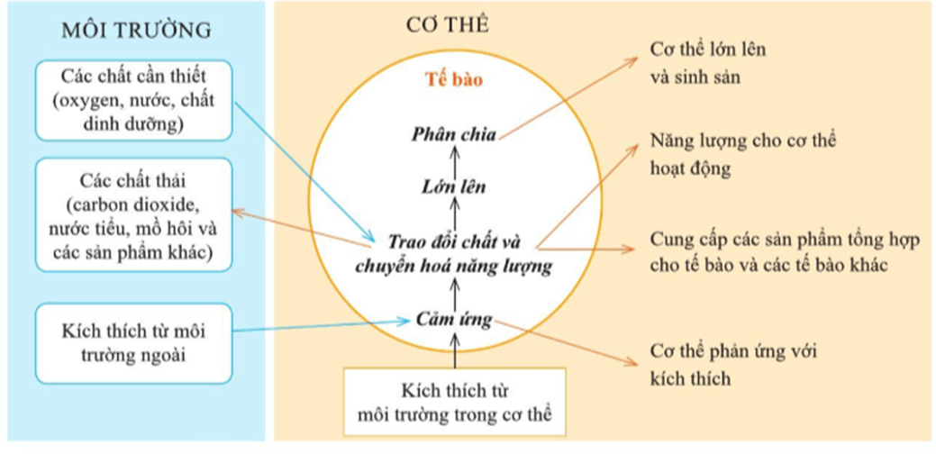 Lý thuyết KHTN 7 Cánh diều Bài 35: Sự thống nhất về cấu trúc và các hoạt động sống trong cơ thể sinh vật