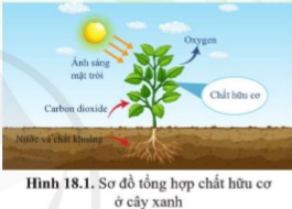 Quan sát hình 18.1, cho biết thực vật có thể tự tổng hợp chất hữu cơ từ những nguyên liệu nào