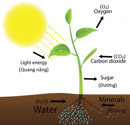 Đơn chất nào được tạo ra trong quá trình quang hợp của cây xanh và có vai trò quan trọng