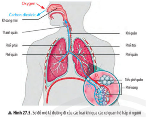 Quan sát Hình 27.5, hãy: Nêu tên các cơ quan trong hệ hô hấp của người