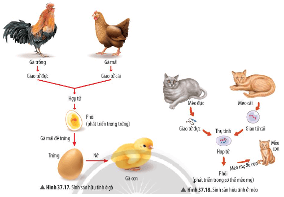 Quan sát Hình 37.17 và 37.18, vẽ sơ đồ chung về sinh sản hữu tính ở động vật