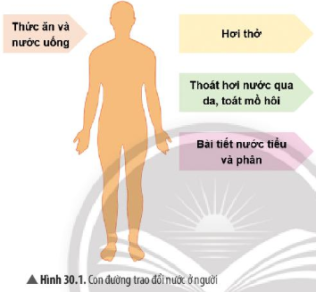 Quan sát Hình 30.1 và trả lời các câu hỏi sau: Nước được cung cấp