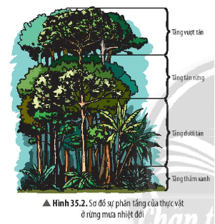 Quan sát Hình 35.2, cho biết ý nghĩa của sự phân tầng của thực vật trong rừng mưa nhiệt đới