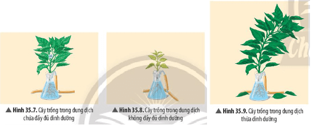 Quan sát Hình 35.7, 35.8, 35.9, cho biết sự khác nhau về hình thái giữa cây thiếu dinh dưỡng