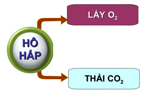 Lý thuyết KHTN 7 Chân trời sáng Bài 22: Vai trò của trao đổi chất và chuyển hóa năng lượng của sinh vật | Khoa học tự nhiên 7