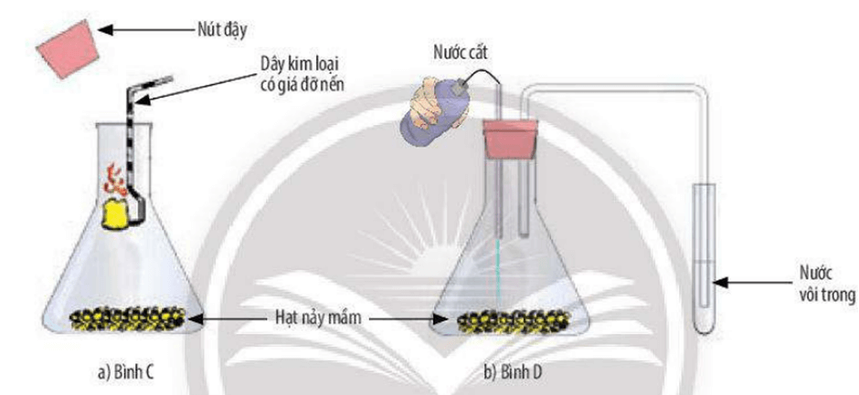 Lý thuyết KHTN 7 Chân trời sáng Bài 26: Thực hành về hô hấp tế bào ở thực vật thông qua sự nảy mầm của hạt | Khoa học tự nhiên 7