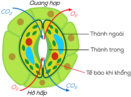 Lý thuyết KHTN 7 Chân trời sáng Bài 27: Trao đổi khí ở sinh vật | Khoa học tự nhiên 7