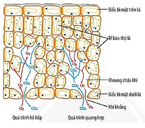 Lý thuyết KHTN 7 Chân trời sáng Bài 27: Trao đổi khí ở sinh vật | Khoa học tự nhiên 7