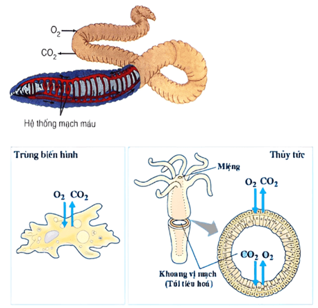 Lý thuyết KHTN 7 Chân trời sáng Bài 27: Trao đổi khí ở sinh vật | Khoa học tự nhiên 7