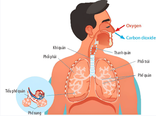 Lý thuyết KHTN 7 Chân trời sáng Bài 27: Trao đổi khí ở sinh vật | Khoa học tự nhiên 7