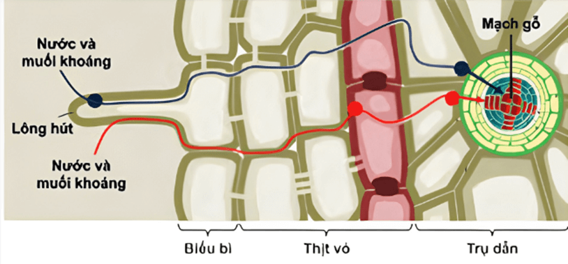 Lý thuyết KHTN 7 Chân trời sáng Bài 29: Trao đổi nước và các chất dinh dưỡng ở thực vật | Khoa học tự nhiên 7