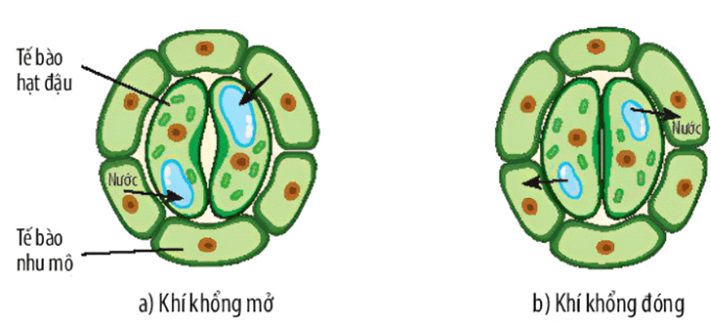 Lý thuyết KHTN 7 Chân trời sáng Bài 29: Trao đổi nước và các chất dinh dưỡng ở thực vật | Khoa học tự nhiên 7