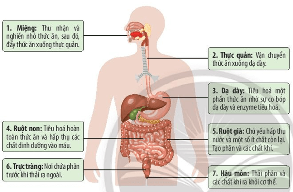 Lý thuyết KHTN 7 Chân trời sáng Bài 30: Trao đổi nước và các chất dinh dưỡng ở động vật | Khoa học tự nhiên 7