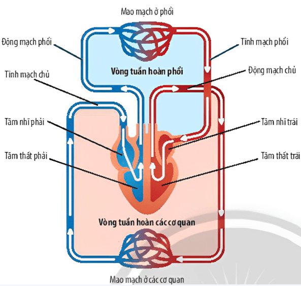 Lý thuyết KHTN 7 Chân trời sáng Bài 30: Trao đổi nước và các chất dinh dưỡng ở động vật | Khoa học tự nhiên 7