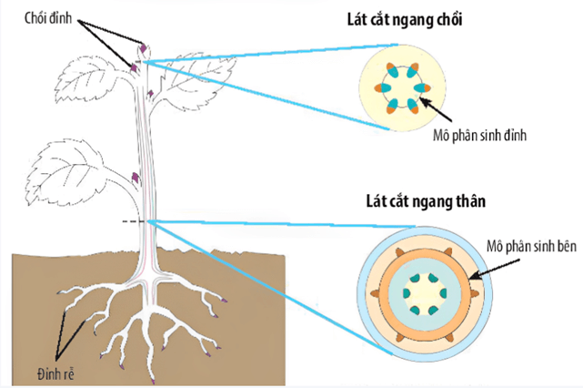 Lý thuyết KHTN 7 Chân trời sáng Bài 34: Sinh trưởng và phát triển ở sinh vật | Khoa học tự nhiên 7