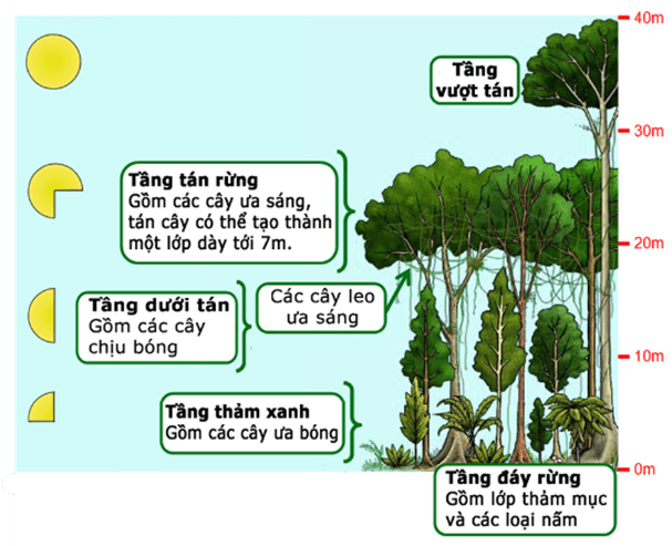 Lý thuyết KHTN 7 Chân trời sáng Bài 35: Các nhân tố ảnh hưởng đến sinh trưởng và phát triển của sinh vật | Khoa học tự nhiên 7