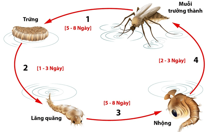 Lý thuyết KHTN 7 Chân trời sáng Bài 35: Các nhân tố ảnh hưởng đến sinh trưởng và phát triển của sinh vật | Khoa học tự nhiên 7