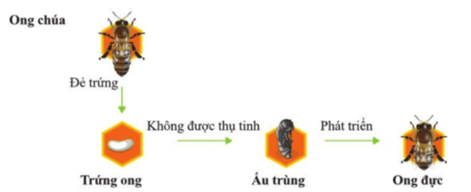 Lý thuyết KHTN 7 Chân trời sáng Bài 37: Sinh sản ở sinh vật | Khoa học tự nhiên 7