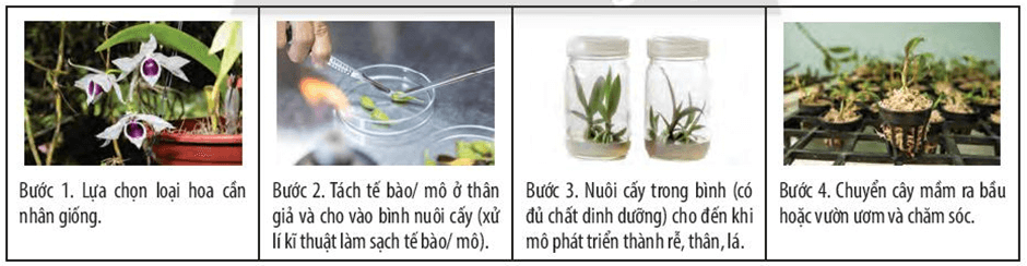 Lý thuyết KHTN 7 Chân trời sáng Bài 37: Sinh sản ở sinh vật | Khoa học tự nhiên 7