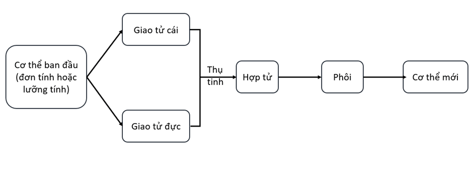 Lý thuyết KHTN 7 Chân trời sáng Bài 37: Sinh sản ở sinh vật | Khoa học tự nhiên 7