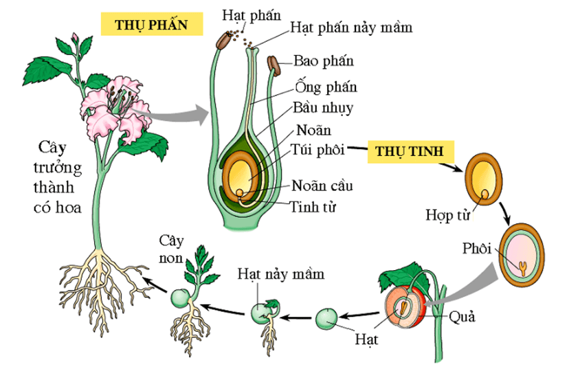 Lý thuyết KHTN 7 Chân trời sáng Bài 37: Sinh sản ở sinh vật | Khoa học tự nhiên 7