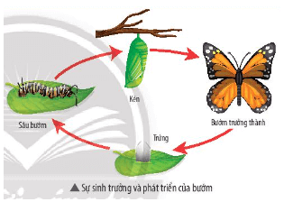 Quá trình sống của loài bướm trong hình bên trải qua nhiều giai đoạn