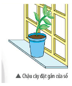 Khi trồng cây trong nhà hoặc các phòng làm việc, tại sao người ta thường đặt chậu cây