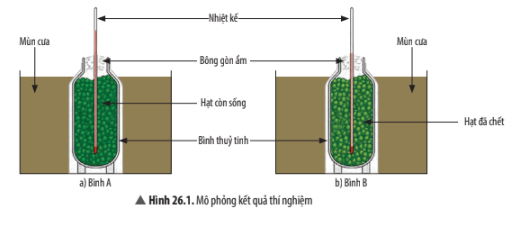 Trắc nghiệm KHTN 7 Chân trời sáng tạo Bài 26 (có đáp án): Thực hành về hô hấp tế bào ở thực vật thông qua sự nảy mầm của hạt | Khoa học tự nhiên 7