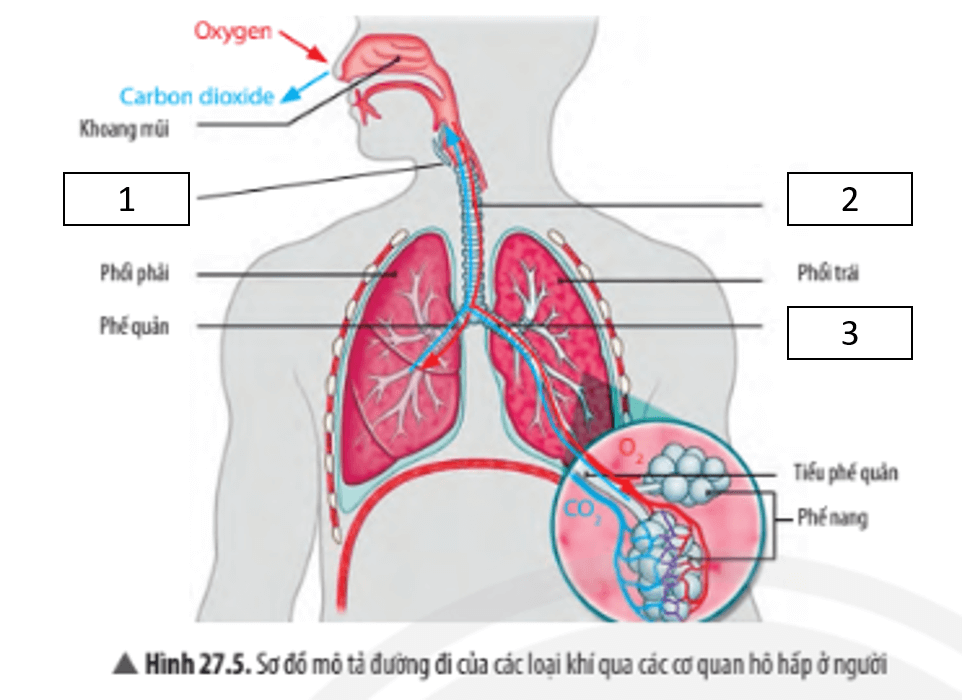 Trắc nghiệm KHTN 7 Chân trời sáng tạo Bài 27 (có đáp án): Trao đổi khí ở sinh vật | Khoa học tự nhiên 7