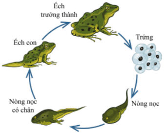 Trắc nghiệm KHTN 7 Chân trời sáng tạo Bài 34 (có đáp án): Sinh trưởng và phát triển ở sinh vật | Khoa học tự nhiên 7