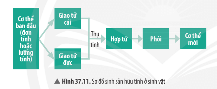 Trắc nghiệm KHTN 7 Chân trời sáng tạo Bài 37 (có đáp án): Sinh sản ở sinh vật | Khoa học tự nhiên 7