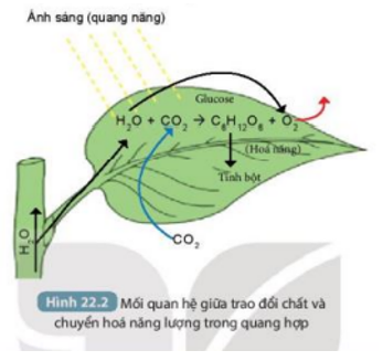 Những chất nào được trao đổi giữa tế bào lá với môi trường và dạng năng lượng nào (ảnh 3)
