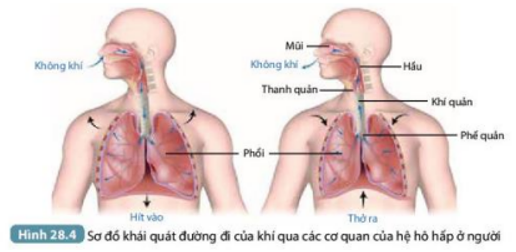 Mô tả đường đi của khí O2 và CO2 qua các cơ quan của hệ hô hấp ở người (ảnh 5)