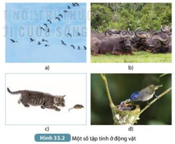 Đặt tên tập tính của các động vật thể hiện trong Hình 33.2a, b, c, d (ảnh 7)