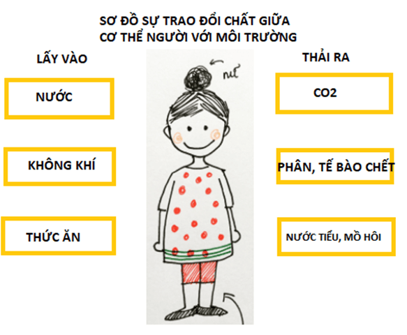 Lý thuyết KHTN 7 Kết nối tri thức Bài 21: Khái quát về trao đổi chất và chuyển hóa năng lượng