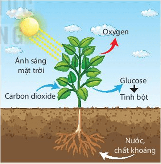 Lý thuyết KHTN 7 Kết nối tri thức Bài 22: Quang hợp ở thực vật