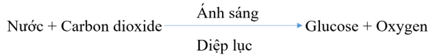 Lý thuyết KHTN 7 Kết nối tri thức Bài 22: Quang hợp ở thực vật