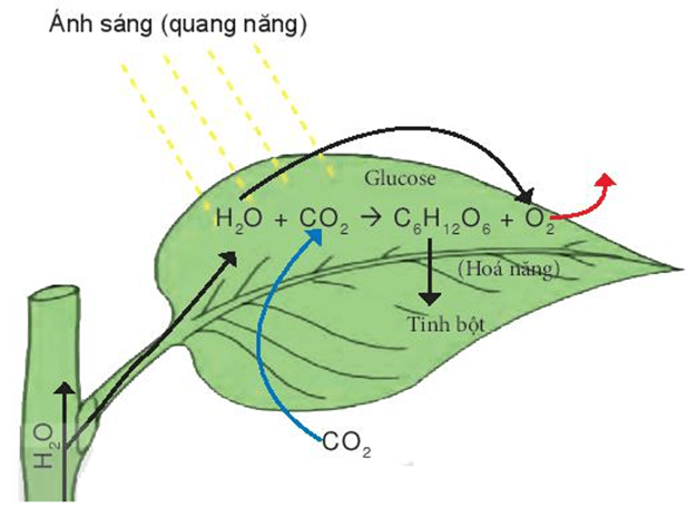 Lý thuyết KHTN 7 Kết nối tri thức Bài 22: Quang hợp ở thực vật