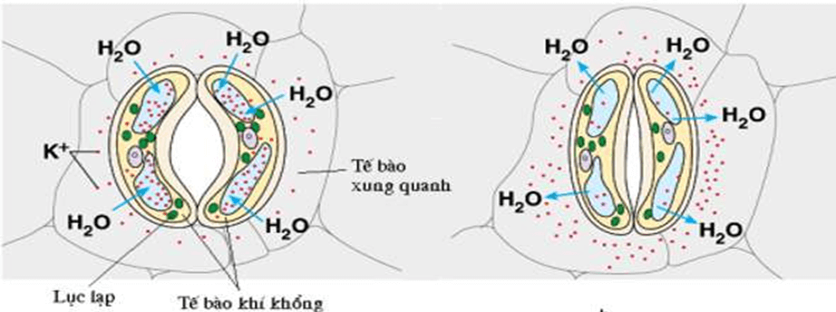 Lý thuyết KHTN 7 Kết nối tri thức Bài 23: Một số yếu tố ảnh hưởng đến quang hợp