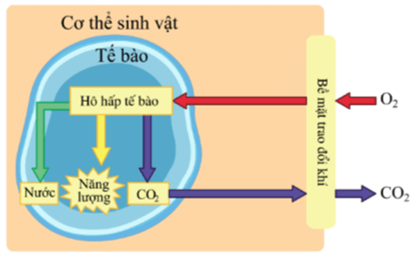 Lý thuyết KHTN 7 Kết nối tri thức Bài 28: Trao đổi khí ở sinh vật