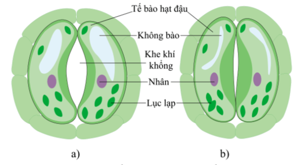 Lý thuyết KHTN 7 Kết nối tri thức Bài 28: Trao đổi khí ở sinh vật