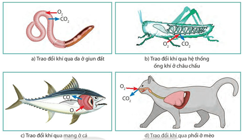 Lý thuyết KHTN 7 Kết nối tri thức Bài 28: Trao đổi khí ở sinh vật